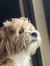 Darcy H...