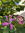 Manoela | 1 comments