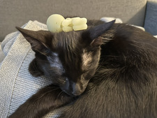 Miya Cech