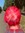 Epistafi