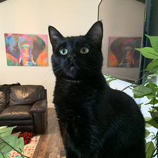 Atticus