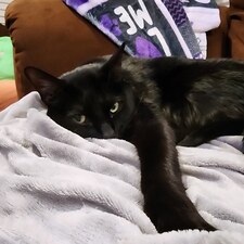 Lori