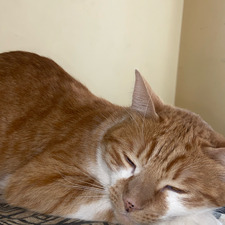 Mica