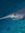 Shark Meat