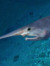 Shark Meat
