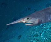 Shark Meat