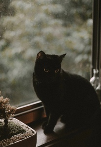 The Black Cat