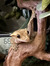 Dead_Sabby