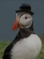 Mr Puffin