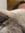 Tippi