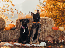 Abigail Steponavicius