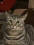 Addison