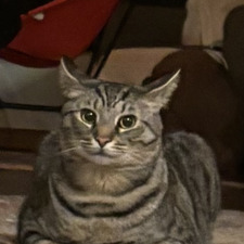 Addison