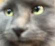 ohno 