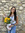 Savannah Vind