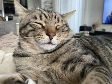 Kaya