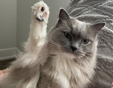 Samantha Vandersteen