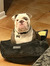 Izzy Hu...