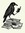 Corvus