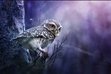 NightOwl