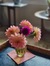 Linda Long