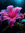 A.T. Azalea