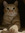 Nayarecus | 4 comments