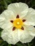 Cistus ...