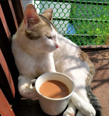 Hannah Nygaard Johannessen