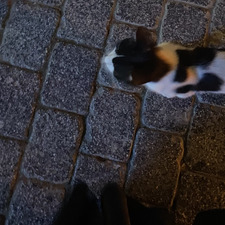 فاطمة باعُمر