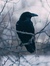 Crow