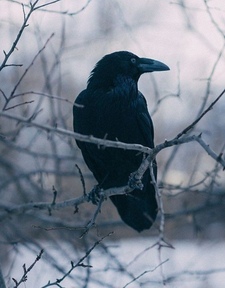 Crow