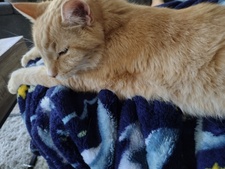 Car The Cat