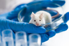 Laboratory Mouse