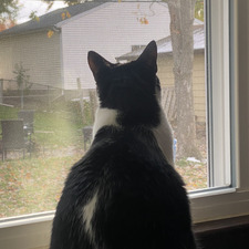 Isabel