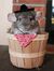 chinchilla domination