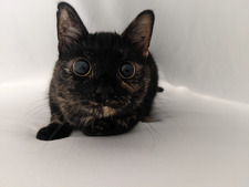 Gemma