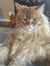 Cody Gr...