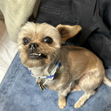 Jane & Nugget & Ralph