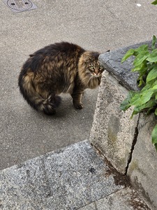 ₊✩‧₊shaunie₊✩‧₊