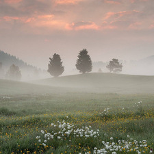 lavender 33