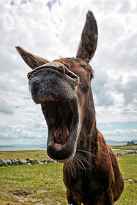 The Toothless Reader