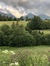 Alla