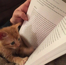 meri &#x1fae7;&#x1f342;&#x1f4d4;&#x1f408;