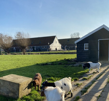 ياسر عثماني