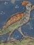 faisan