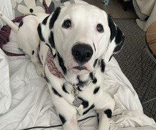 spotteddogsandcoffee