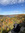 Dani