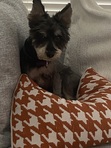 Pepi
