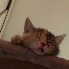 Mira